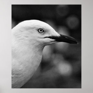 Seagull portrait poster
