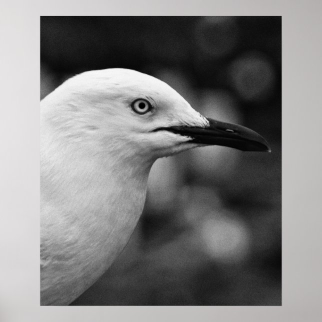Seagull portrait poster (Front)
