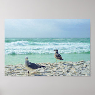 Seagull Posing For You Beach Seascape Nature Photo Poster
