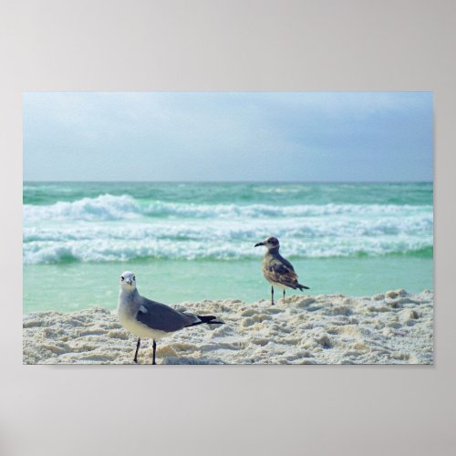 Seagull Posing For You Beach Seascape Nature Photo Poster