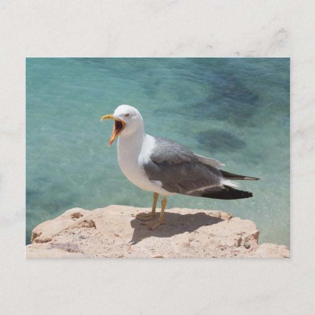 Seagull Postcard (Front)