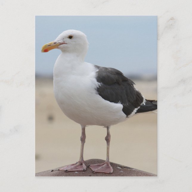 Seagull Postcard (Front)