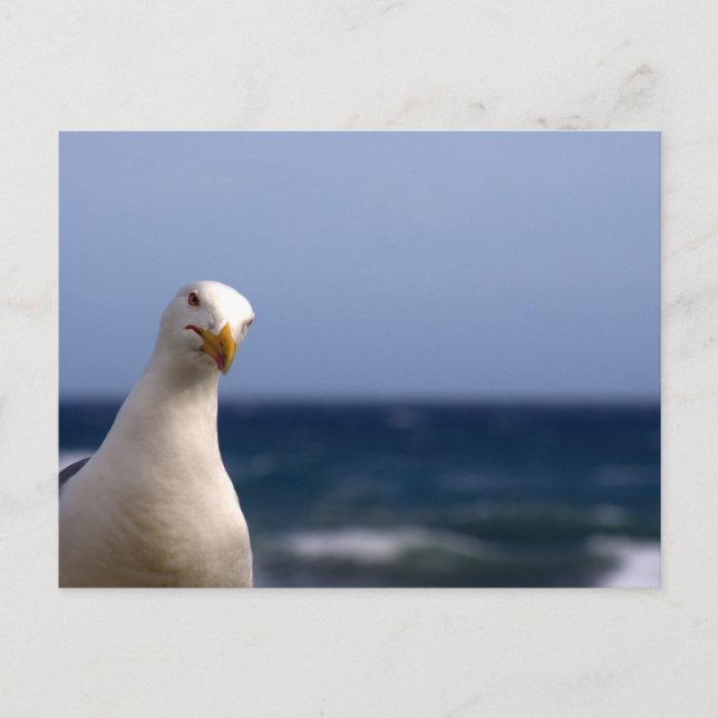Seagull Postcard (Front)