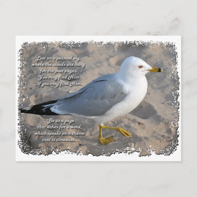 Seagull Postcard (Front)