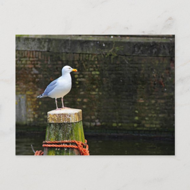 Seagull Postcard (Front)