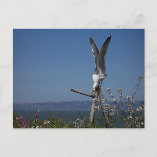 Seagull Postcard (Front)