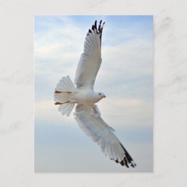 Seagull Postcard (Front)