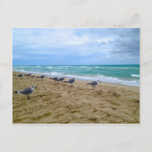 Seagull postcard