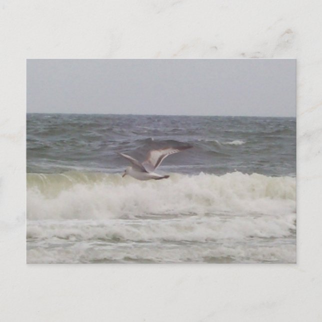 Seagull Postcard (Front)