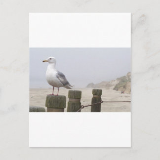 Seagull Postcard