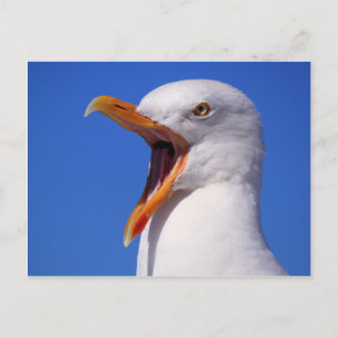 Seagull Postcard
