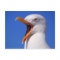 Seagull