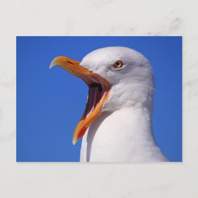 Seagull Postcard (Front)