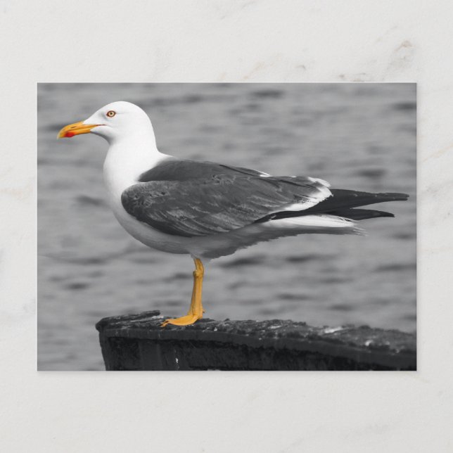 Seagull Postcard (Front)