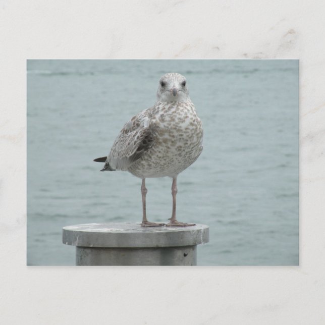 Seagull Postcard (Front)