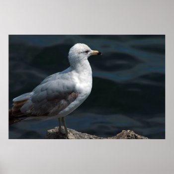 Seagull Poster by lynnsphotos at Zazzle