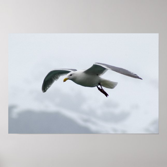Seagull Poster 2 (Front)