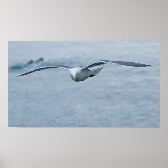 Seagull Poster 3 (Front)