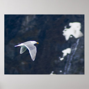 Seagull Poster 4