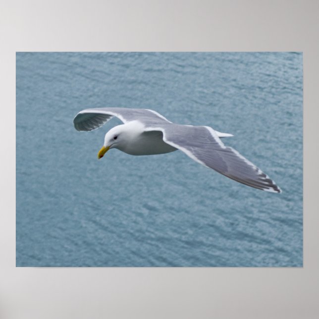 Seagull Poster 5 (Front)