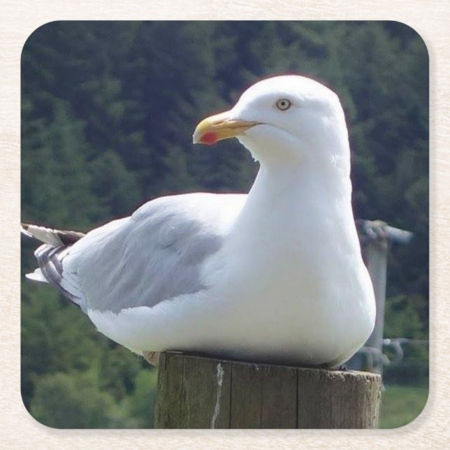 Seagull Resting Fence Post Cute Wildlife Coastal  Square Paper Coaster (Front)