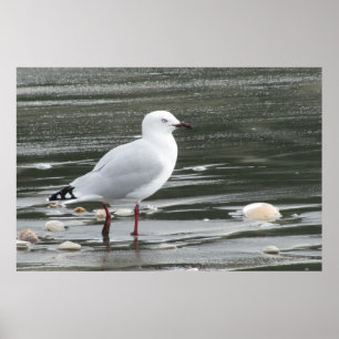 Seagull & Shells in the Sea Poster