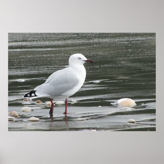Seagull & Shells in the Sea Poster (Front)