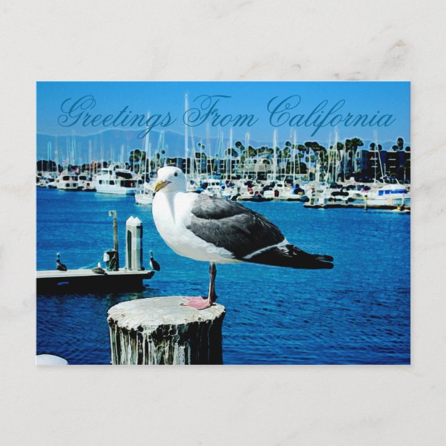 Seagull Shores Postcard from California (Front)