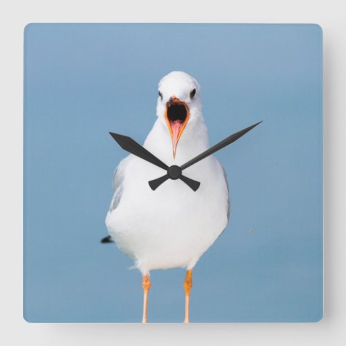 seagull singing  square wall clock