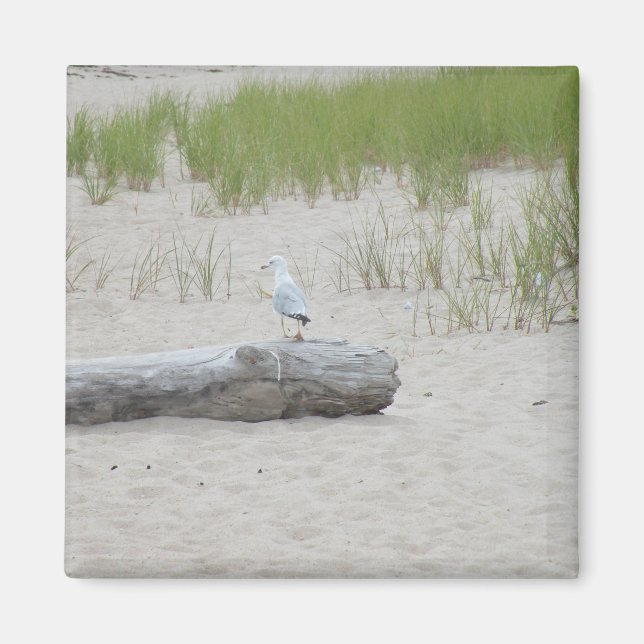 Seagull sitting on Log on Beach Photo Magnet (Front)