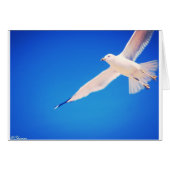 Seagull soaring through the sky (Front Horizontal)