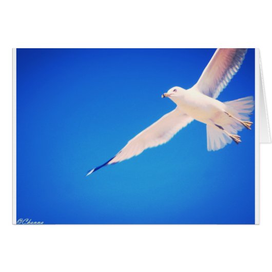Seagull soaring through the sky cards (Front Horizontal)