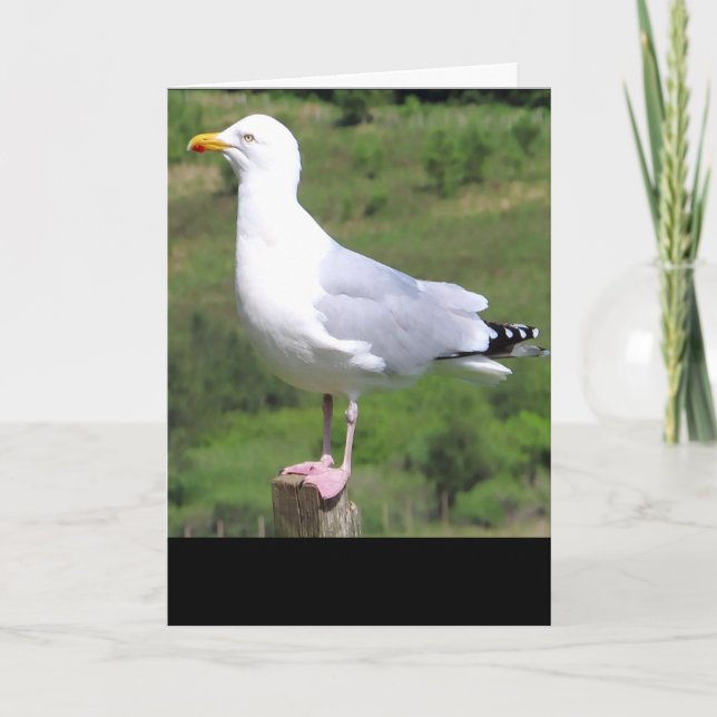 Seagull Standing Greetings Card – Wildlife Seagull (Front)
