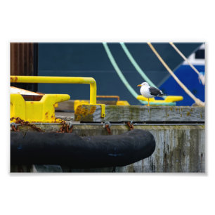 Seagull standing on one leg in the colorful Reykja Photo Print