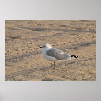 Seagull standing solo on Hampton Beach Poster