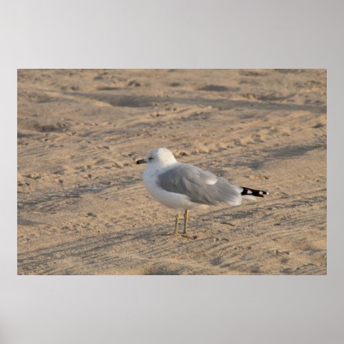 Seagull standing solo on Hampton Beach Poster