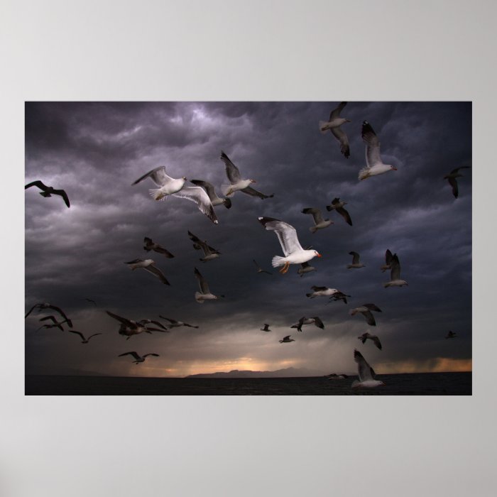 Seagull Storm Posters