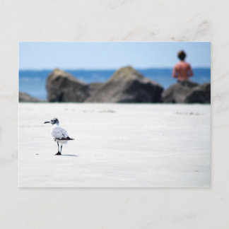 Seagull Stroll Postcard