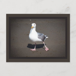 Seagull Strut Postcard