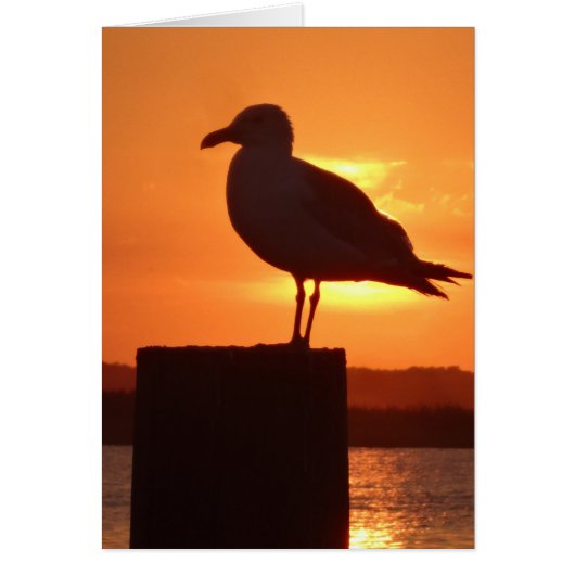 Seagull Sunset Cards (Front)