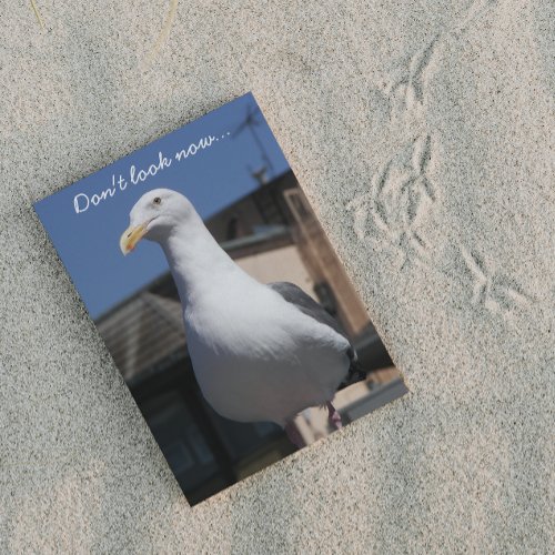 Seagull Surprise Funny Nature Birthday Card