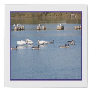 Seagull Swan Geese Scenario Faux Canvas Print