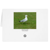 Seagull walking in the Park (Back Horizontal)