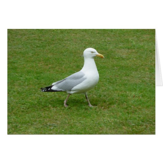 Seagull walking in the Park (Front Horizontal)
