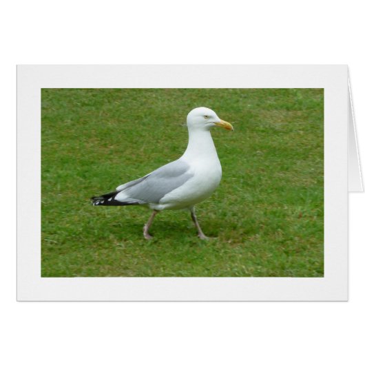 Seagull walking in the Park (Front Horizontal)