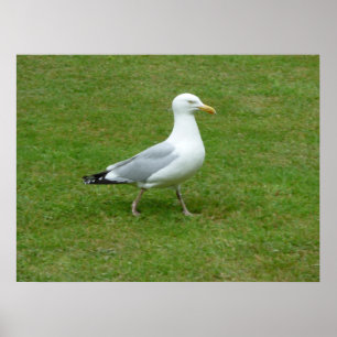 Seagull walking in the Park Poster