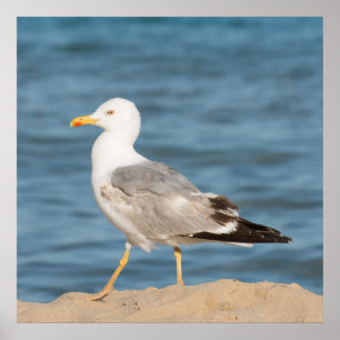 Seagull walking on the beach poster