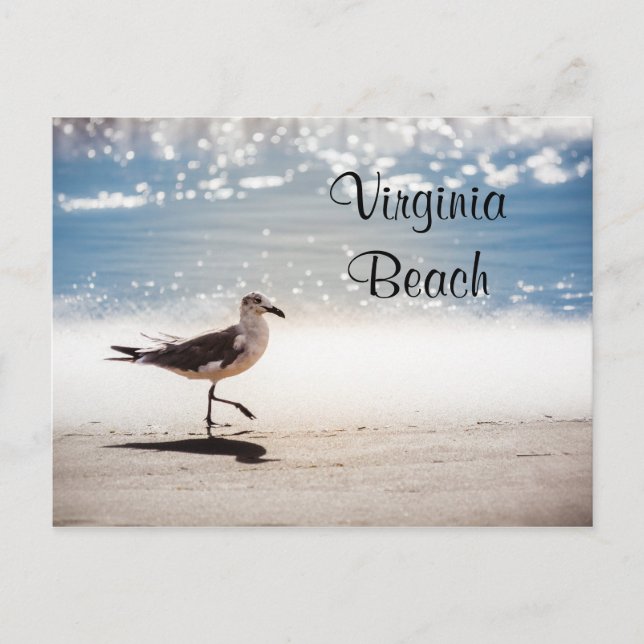 Seagull Walking on Virginia Beach Postcard (Front)