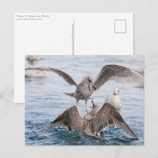 Seagull Wildlife Photo Postcard (Front/Back)