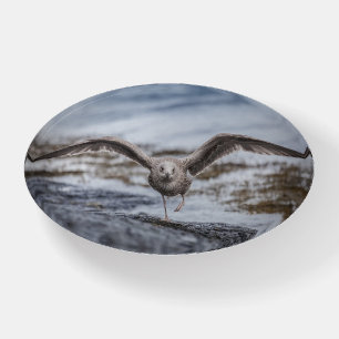 Seagull Wildlife Photo Poster Paperweight
